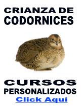 Crianza de Codornices