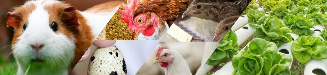 Red de Multiservicios Regionales RMR Perú