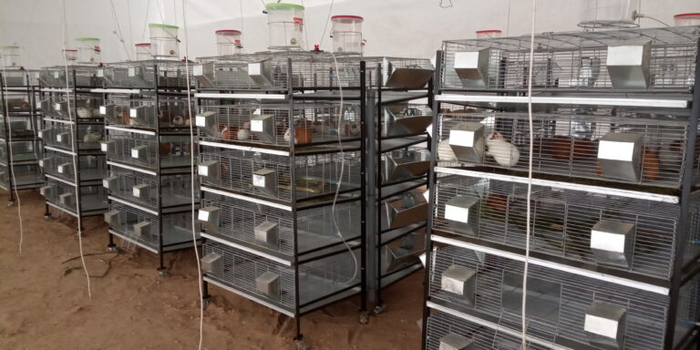 Jaulas de 5 pisos para cuyes