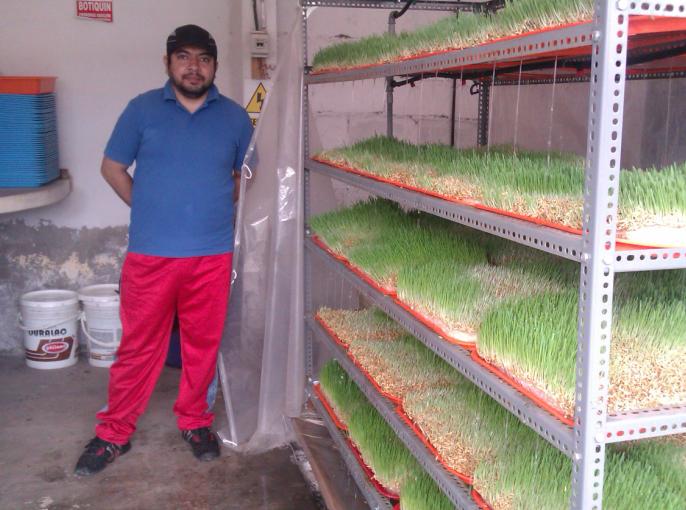 Módulos para la producción de forraje hidropónico