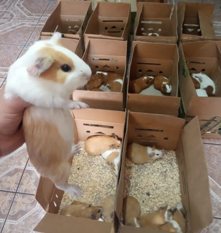 Despacho Terrestre de Cuyes