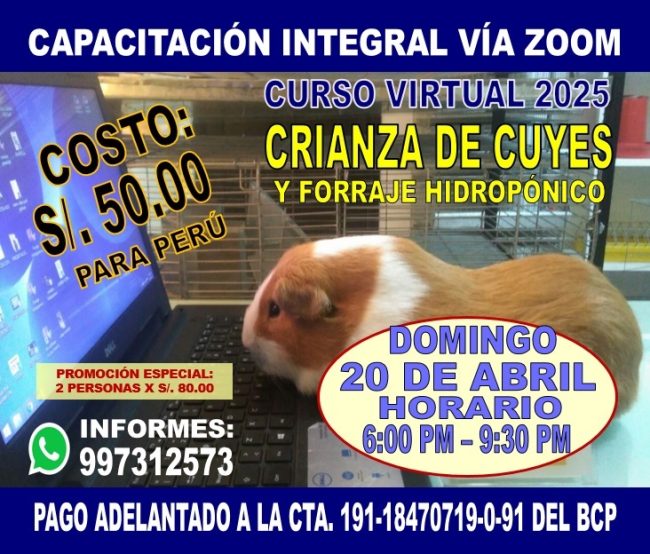 Curso Virtual Crianza de Cuyes