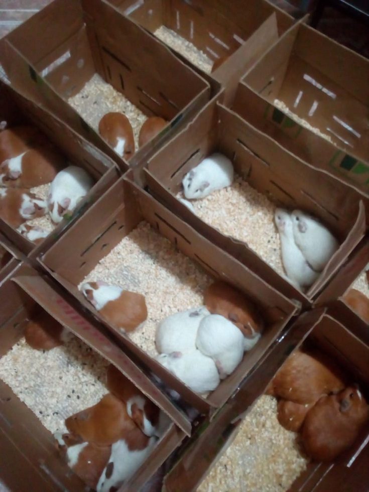 Despacho Terrestre de Cuyes