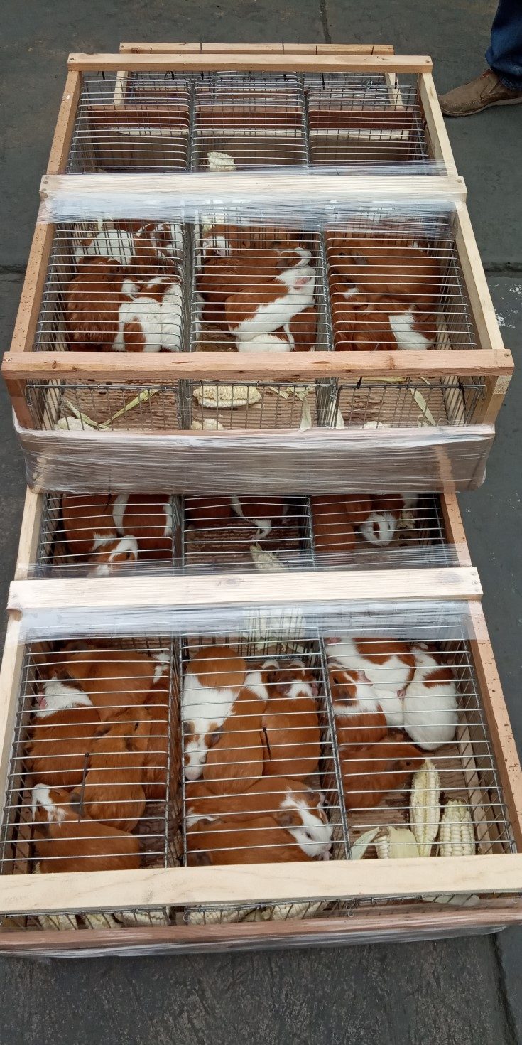 Despacho Aéreo de Cuyes