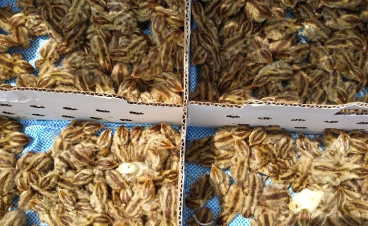 Venta de Codornices Bebé