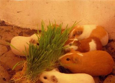 Cuyes comiendo forraje hidropónico