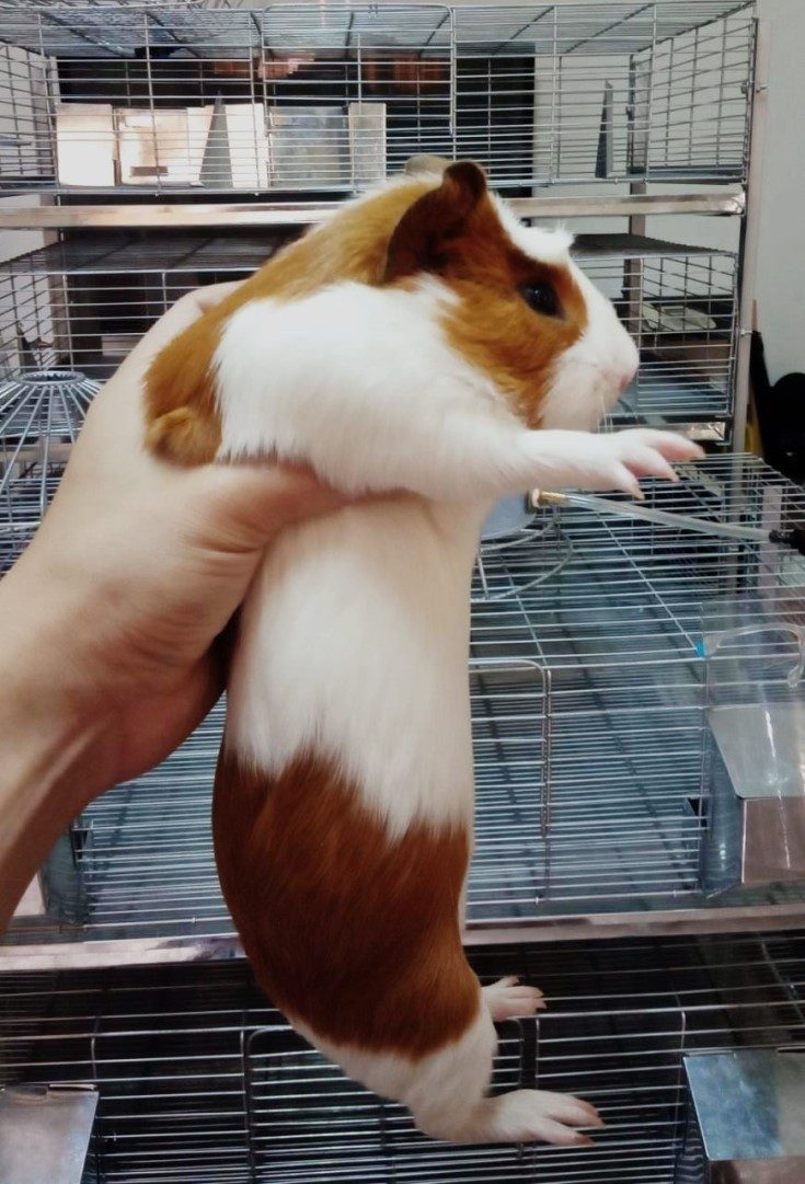 Despacho Aéreo de Cuyes