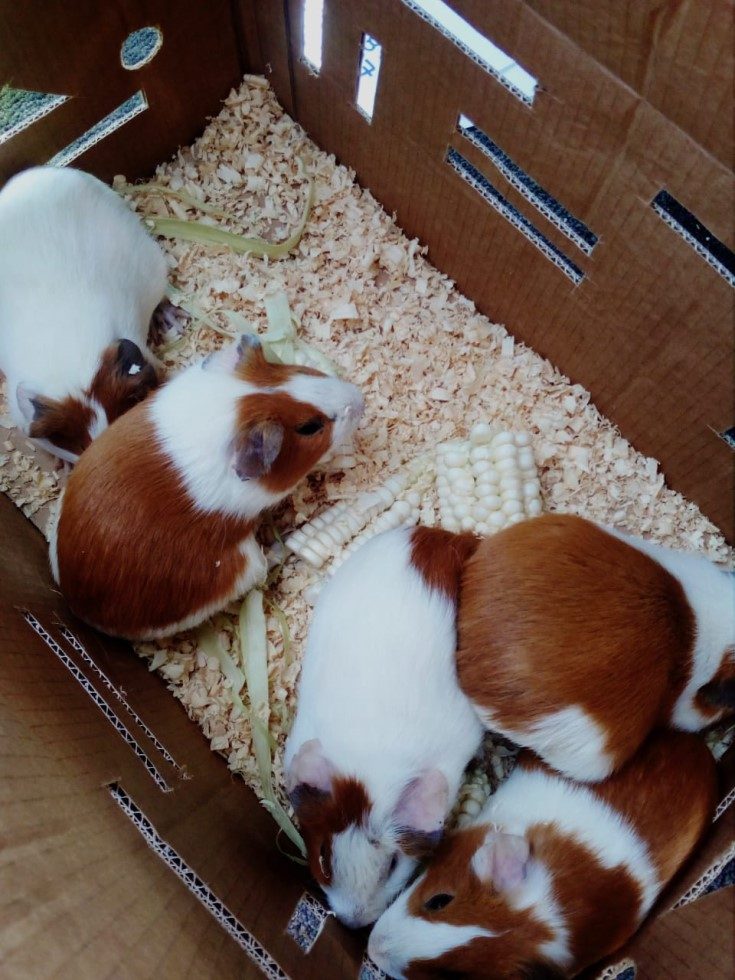 Despacho Terrestre de Cuyes