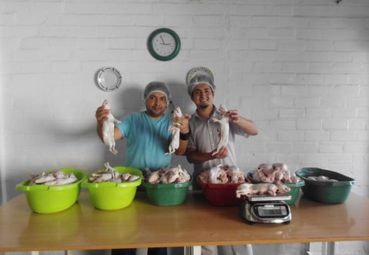 Cuyes seleccionados para Carne de Cuy