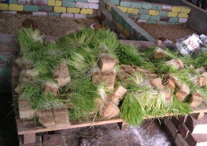 Forraje Hidropónico Cosechado