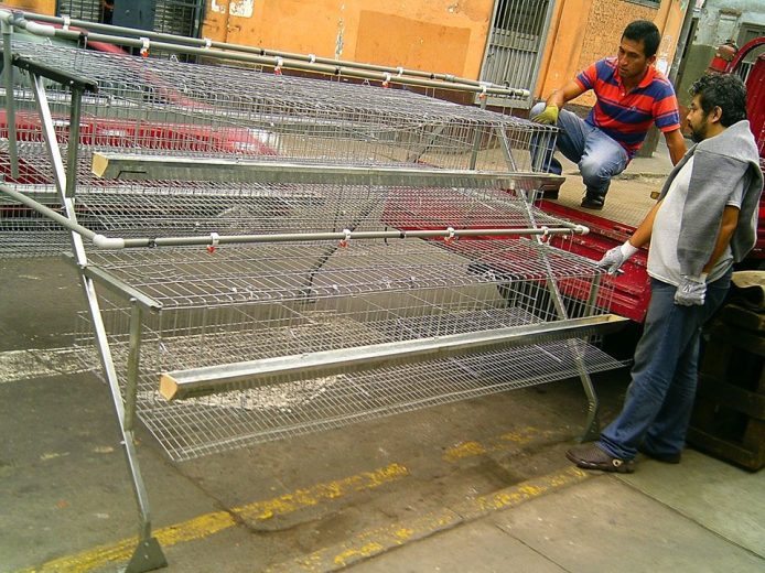 Módulo para Gallinas Equipado