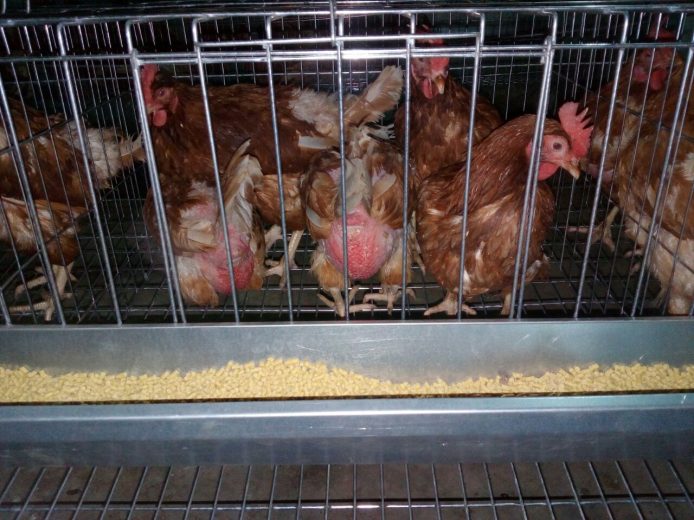 Gallinas Shaver Brown