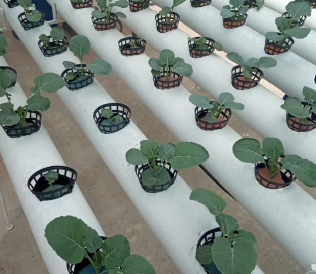 Módulo NFT JUMBO produciendo Brócoli