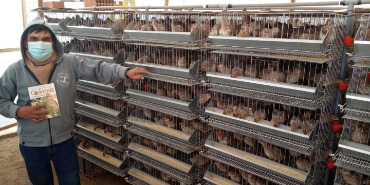 Venta al por mayor de Jaulas para Codornices