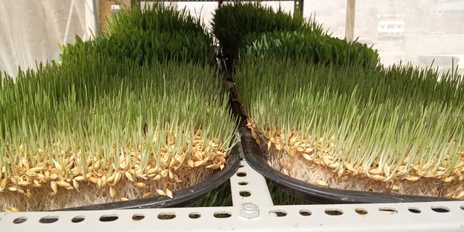 Módulos Hidropónicos FVH