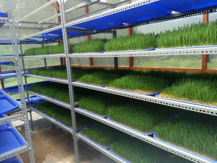 Módulos Hidropónicos FVH