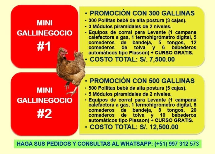 Venta de Gallinas para Negocio